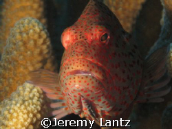 Blackside hawkfish, Paracirrhites forsteri (hilu pili-ko'... by Jeremy Lantz 